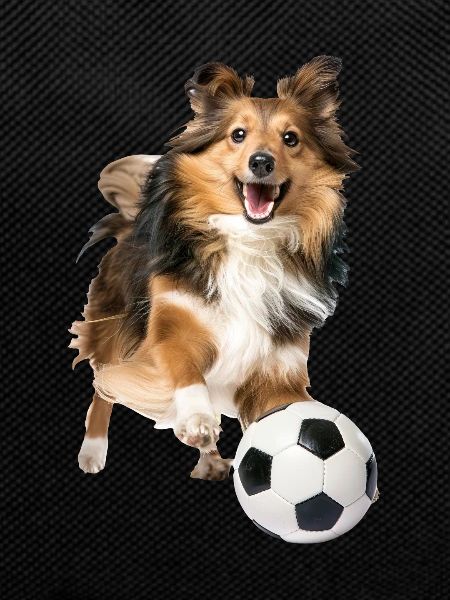 Shetland Sheepdog