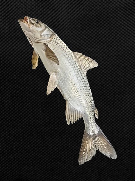 Tarpon