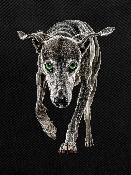 Windhund