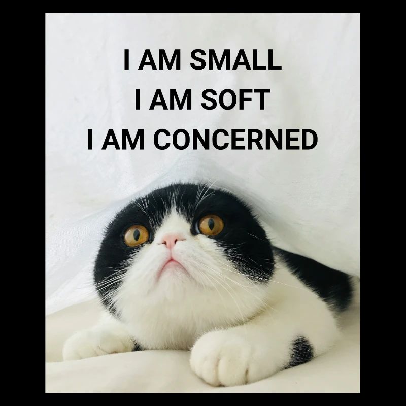 I AM SMALL, I AM SOFT, I AM CONCERNED CAT MEMES