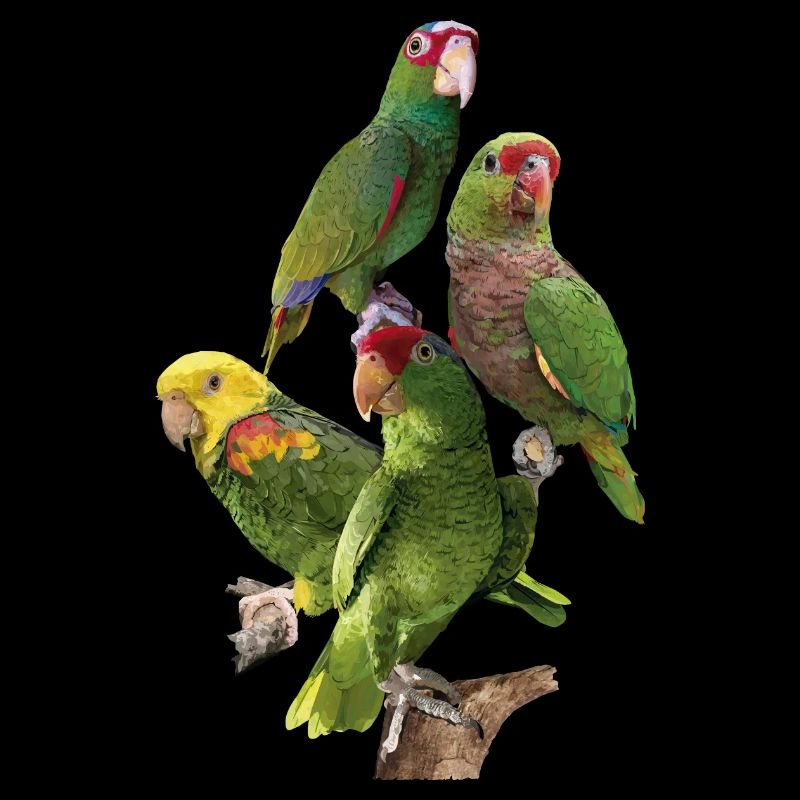 Amazonian parrots