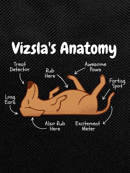 Anatomy of a Vizsla