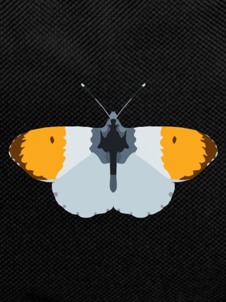 Butterflies: The Aurora Butterfly