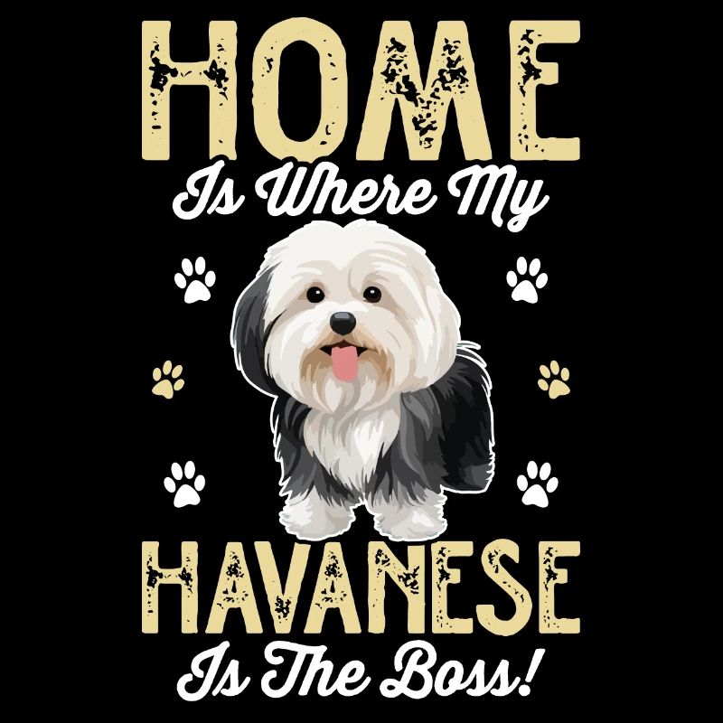 La maison, c’est là où mon bichon havanais est le chef