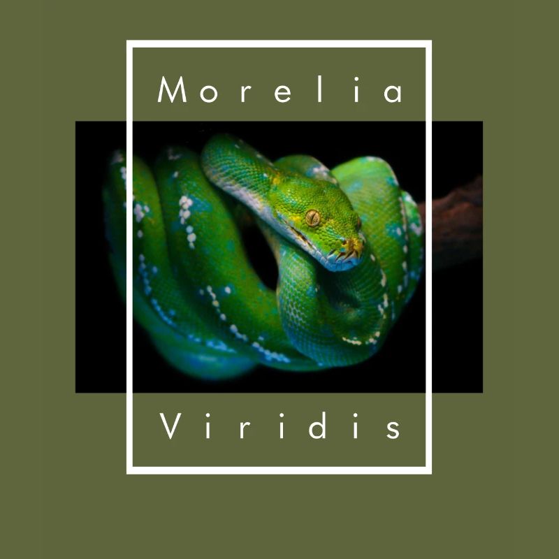 Morelia Viridis Grüner Baum Python Schlangenhalter
