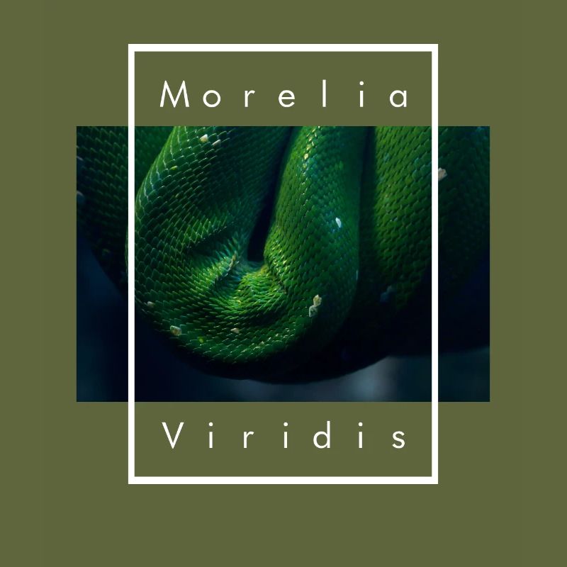 Green Tree Python Morelia Viridis Snake