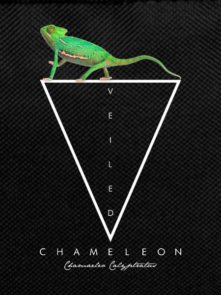 Veiled Chameleon Geometric Reptile Keeper
