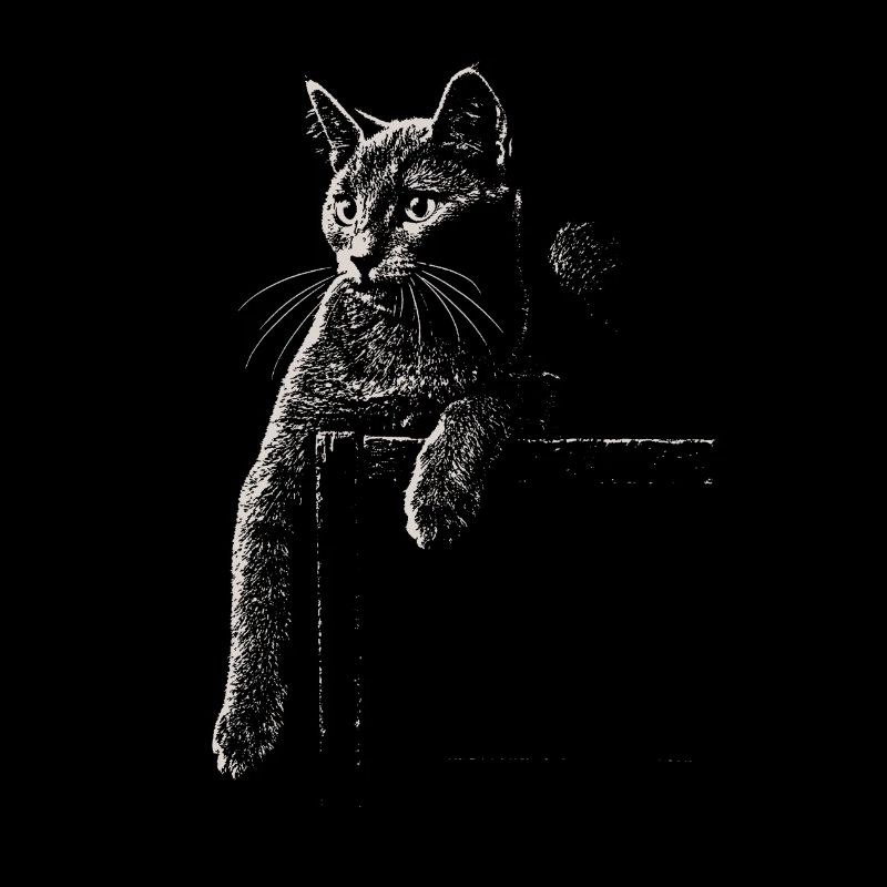 Karthäuser Katze