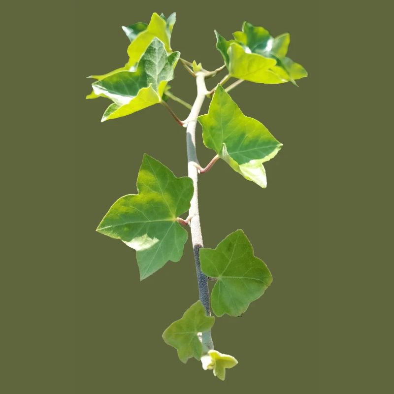 Ivy – Evergreen connection