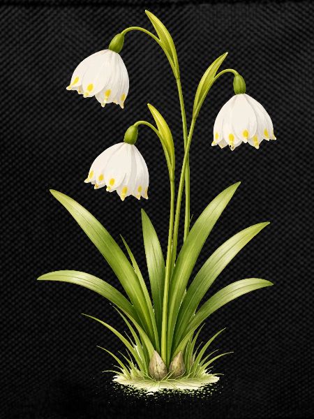 March Beaker Spring Flower Illustration