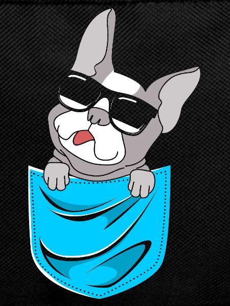 Boston Terrier