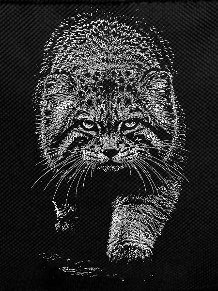 Manul