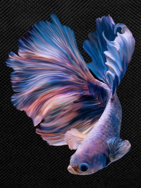 Betta Fish , aqarium hobby