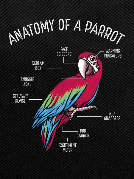 Anatomy of a parrot