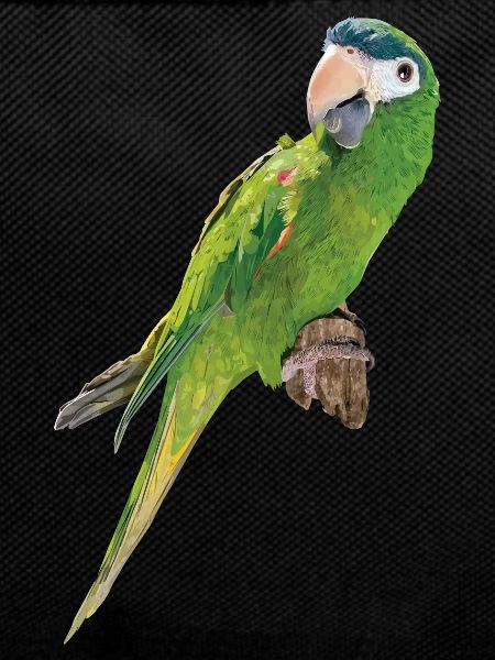 The Noble Macaw