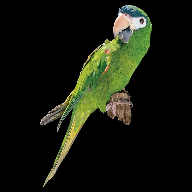 The Noble Macaw