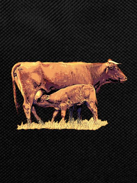 Cow with calf