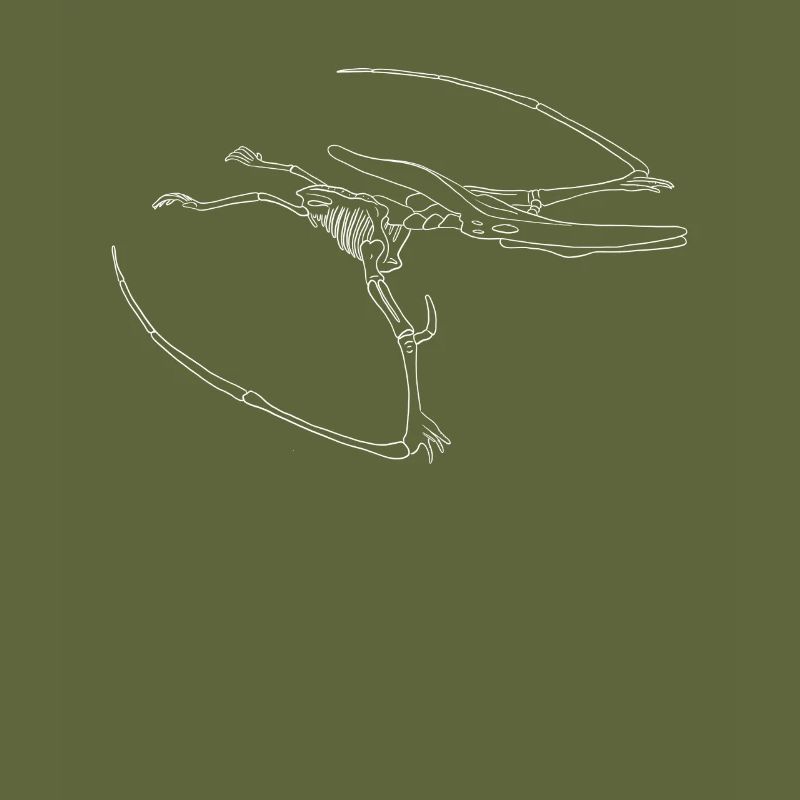 Dinosaur fossil skeleton pteranodon