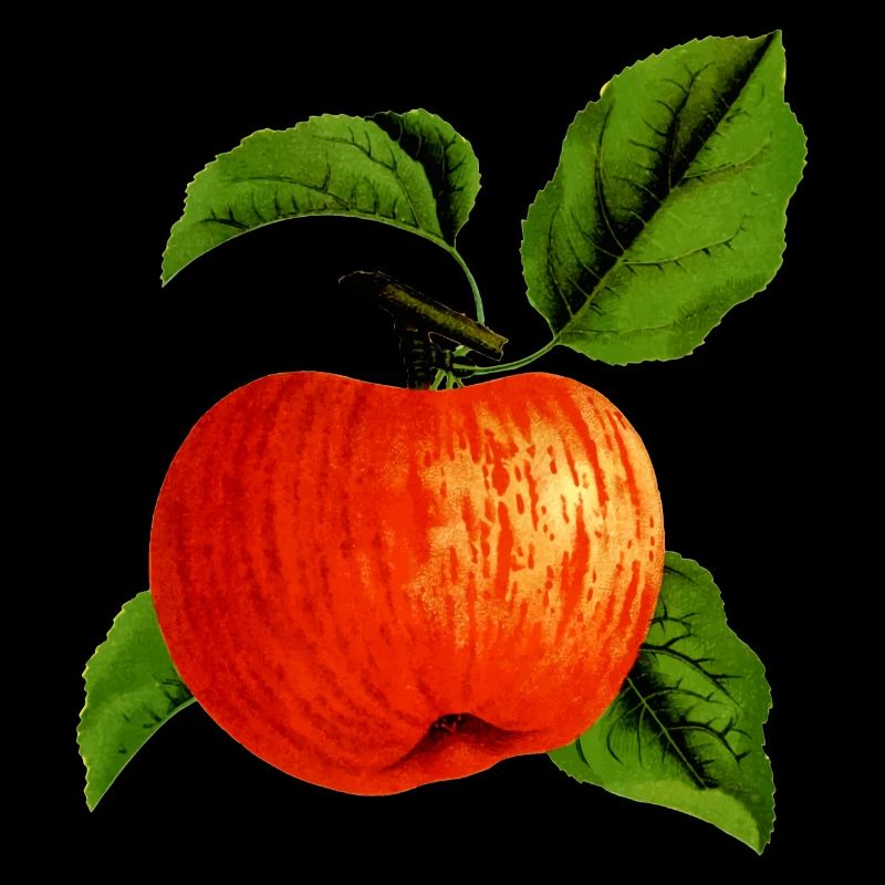 Apple Apfel Veggie Obst Fruits Tree Baum3