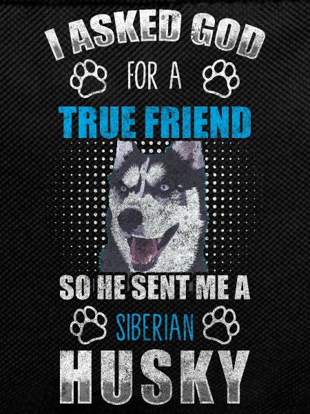 Husky dog pedigree dog