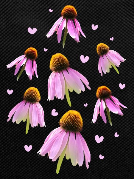 Sonnenhut Coneflower