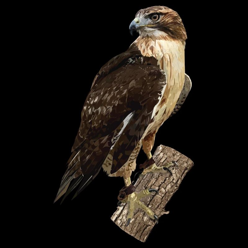 Red-tailed sparrowhawk