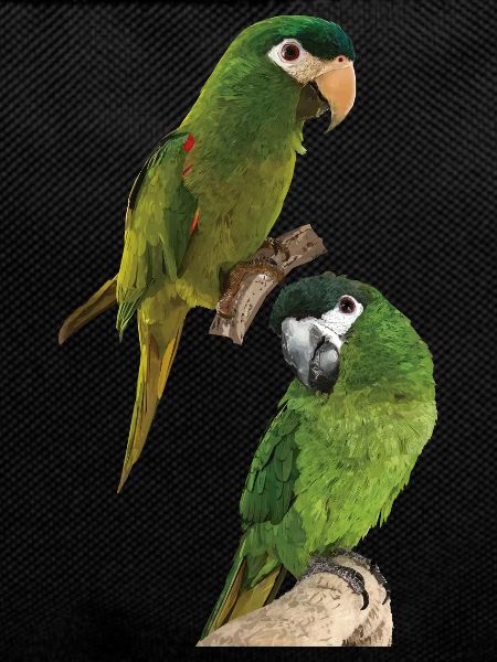 The Noble Macaw