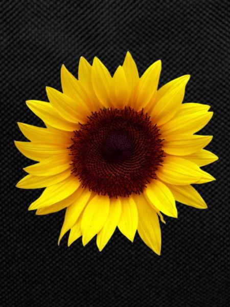 Sunflower Flowers Design