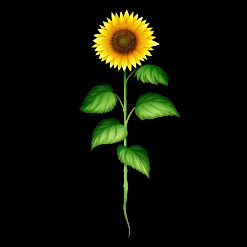 Sunflower sunflower sunflower seeds