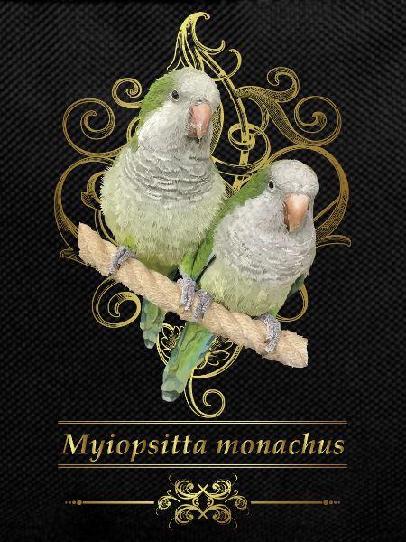 Argentine Parakeet