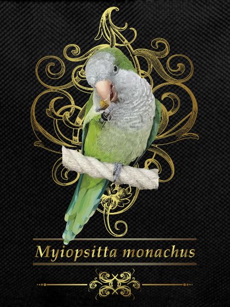 Argentine Parakeet