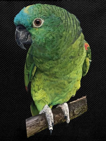 The blue-fronted amazon