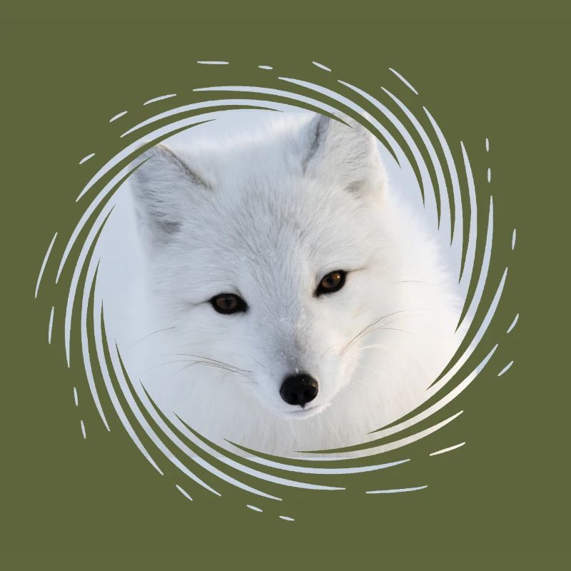 Polarfuchs