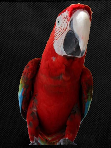 Parrots Bird T-shirt Gift