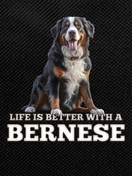 Bouvier bernois