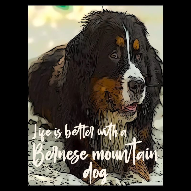 Bernese Mountain Dog