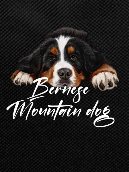 Bernese mountain dog