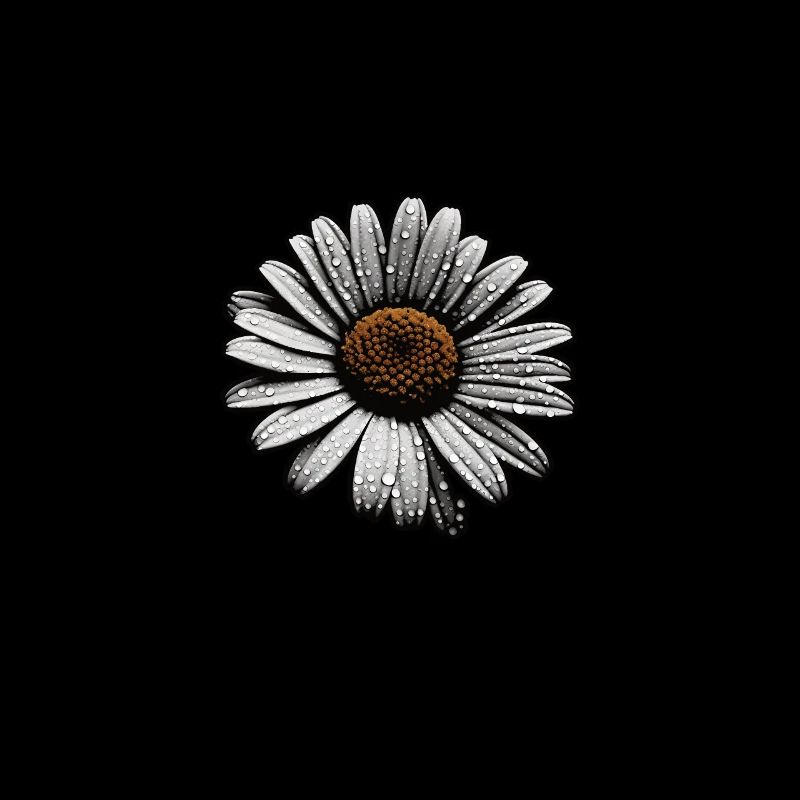 Gänseblümchen Sillouetthe