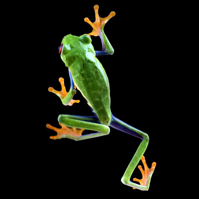 Red Eyed Tree Frog Frog Keeper Frog Fan