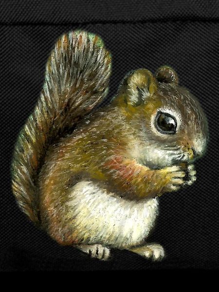 Baby squirrel