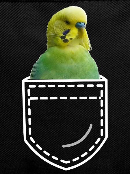 Vogel Wellensittich