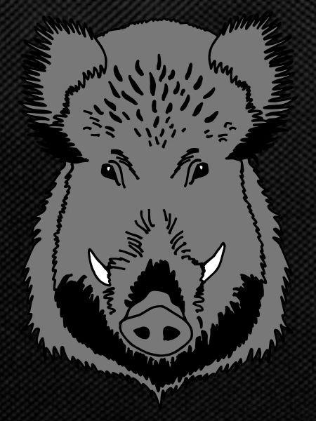 Wild boar head