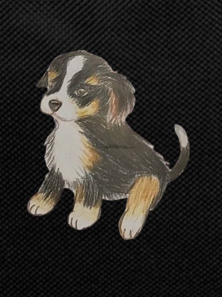 Cute Bernese Mountain Dog Puppy Drawing