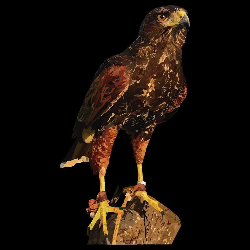 Reddish-reddish hawk