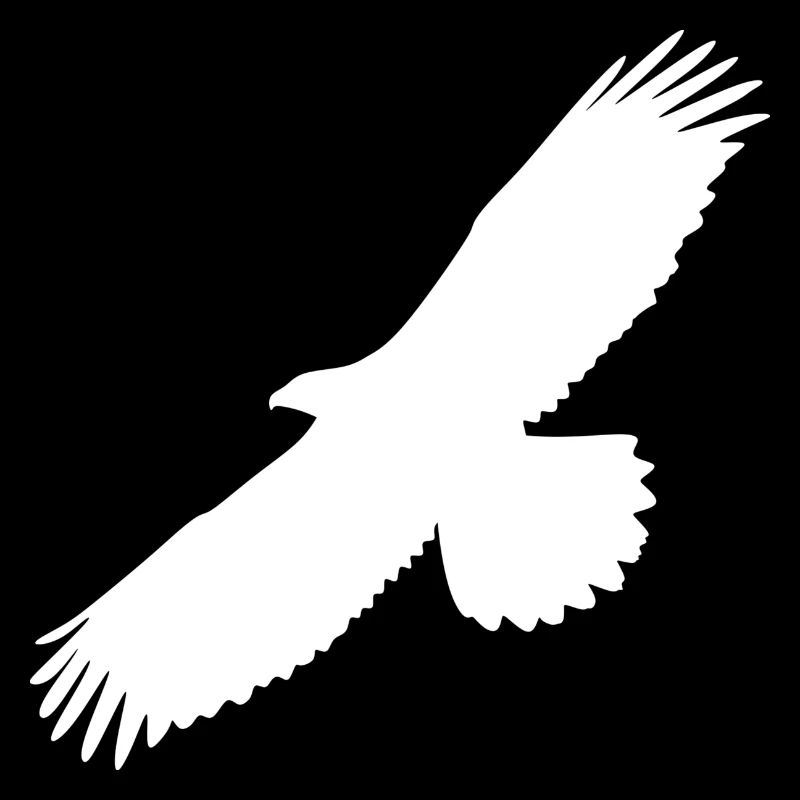 Golden eagle, white, silhouette