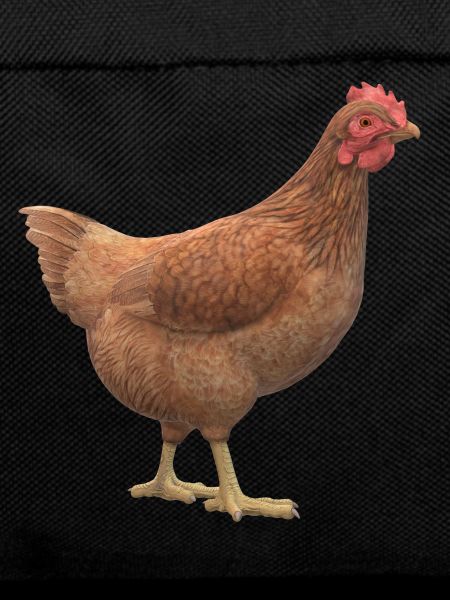 Poulet 3D