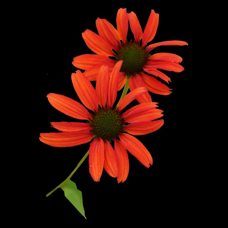 Echinacea ist seit alters her eine Heilpflanze