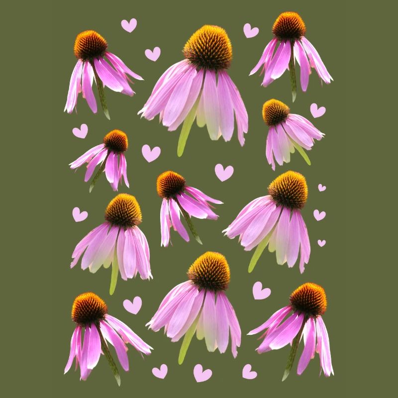 Sonnenhut coneflower