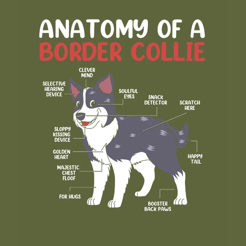 Border Collie