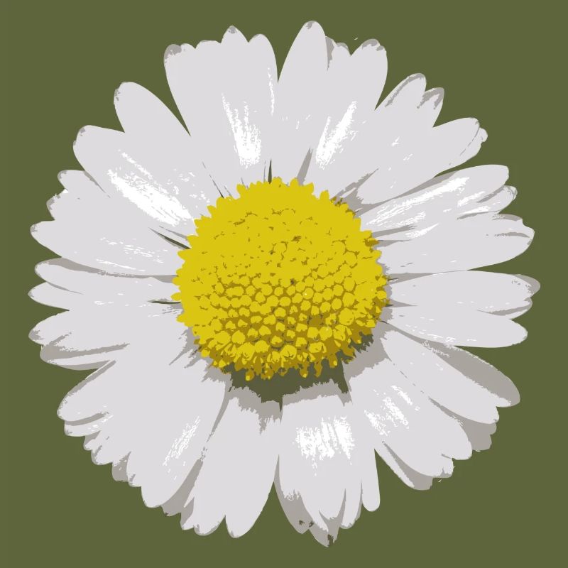 Gänseblümchen